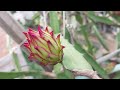 Ants Walking On Dragon Fruit