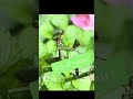 A gentle reminder from a praying mantis