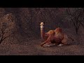 Camel Lying Down (Blender Animation)