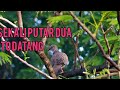 suara pikat tekukur dan punai ...sekali putar tekukur dan punai pasti datang menghampiri👍🏻