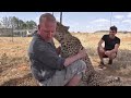 REENCOUNTER OF ANIMALS WITH OWNERS, Try not to CRY