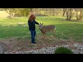 Super Friendly Deer