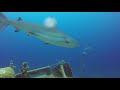 Shark Dive - The Austin Smith Wreck