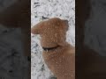 puppy plays in snow