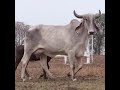 Vaca Indubrasil