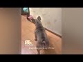 Laugh Uncontrollably! Best Funny Cat Videos 2024 😅😂 Best Funny Animal Videos 🙀