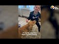 This Golden Retriever Is The Definition Of A Nanny Dog | The Dodo