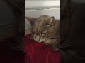 I rescued a feral cat in bad condition