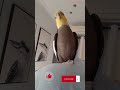 Monty The Naughty Cockatiel's weekly moments. ❤️❤️part 56❤️❤️ #monty #viral