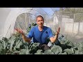How to Protect Your Vegetables With Insect Netting