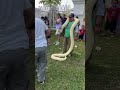 Big Snake 😿 #snakevideo #bigsnake #animallover