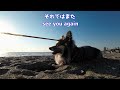 【パピヨンとコーギーのミックス犬】2月10日のお散歩　Today's walk on February 10th