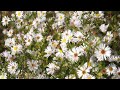 Hover flies near Wolfstein