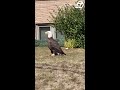 Majestic bald eagle spotted in Minnesota neighborhood