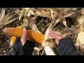 Harvesting corn to clean up to grow peanuts to clean up the grass of the couple in harmony