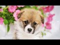 listen to this music to your dog, Relaxing Dog Music, Deep sleep Music for dogs