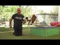 How To Train Your Puppy! (With Cesar Millan)