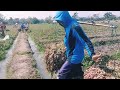 Panen bawang merah Brebes vlog | Indonesia village farmers | rural life Indonesia