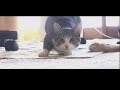Best cute,funny Cats 2021-VS Toys,World