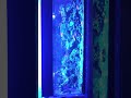 reef tank 2012.mp4