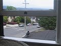 Shaggy the crow windowsill snack