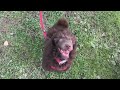 Under-Parkour Puppy Training