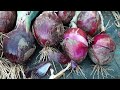 How To Plant, Grow & Harvest Onions From Start To Finished/Planting, Growing & Harvesting Onions.