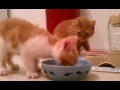 Tiggy and the kitty having a snack before bed