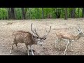 The Virginia Safari Park: A Mother Zebra And Her Foal, Blackbuck, And Elk! #animals #deer #wildlife