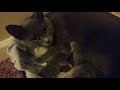 First Litter Of Kittens 5-22-2017