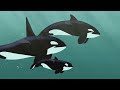 Wild Kratts - Aye Aye, Captain! How To Be A Pirate!