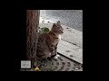 😂 Funniest Cats and Dogs Videos 😹 Funny Cat Videos of 2024 😍 Ep 16