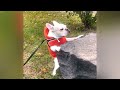 Laugh Uncontrollably! Best Funny Cat Videos 2024 ❤️😍 New Funny Animals 2024 😂