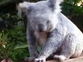 無尾熊抓癢 (Australia koala)
