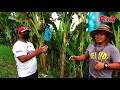 BANANA FRUITING CARE | Expert tips para walang reject sa Bunga ng Lakatan