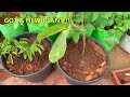 AIR LAYERING RESULTS – QUICKEST METHOD OF CLASSIC AIR LAYERING TO PROPAGATE PLANTS