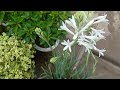 tuberose plant care | rajnigandha | @gardeninginfo9