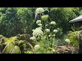 Summer Vegetable Garden Tour: Explore Nature's Abundance in My Backyard Oasis