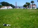 Dogs at SF Crissy Field