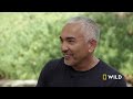 Pack Attack (Full Episode) | Cesar Millan: Better Human, Better Dog