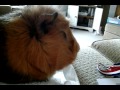 MY BEAUTIFUL GUINEA PIG CHOCCY!