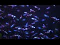 THE AQUARIUM: 4K Video with Authentic Nature Sounds for Relaxation and Sleep
