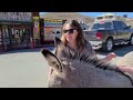 OATMAN ARIZONA – Route 66, Free Roaming BURROS, and FUN!