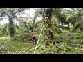 di luar duga'an!! pruning sawit empuk pelepah nya lahan bersih,bibit unggul#sumatrabarat#