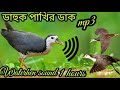 ডাক পাখির ডাক 2023/ dahuk pakir dak/suara ruak ruak/whitebrested waterhen sound/