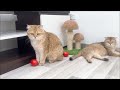 Funniest Animals 2023 😂 Funny Cats and Dogs Videos 😺🐶 Part 515