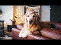 Dog Music 🐶 Calming Music to Help Your Dog Relax During Alone Time!!