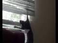 Boog stuck in the blinds(1)