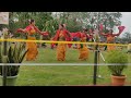 Baidemlai sedemlai janji swmounai Bikrampur  group dance