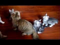 Siberian Kittens at play!